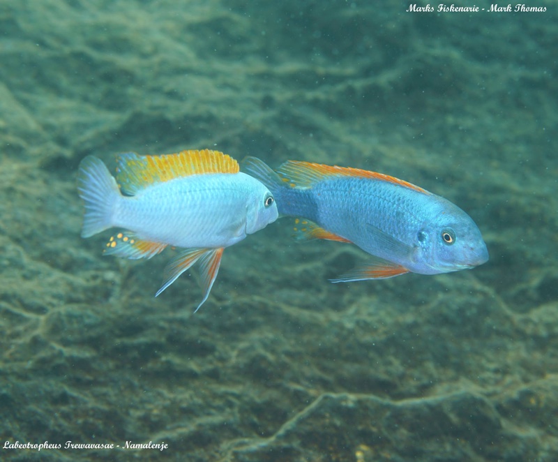 Labeotropheus trewavasae 'Namalenje Island'